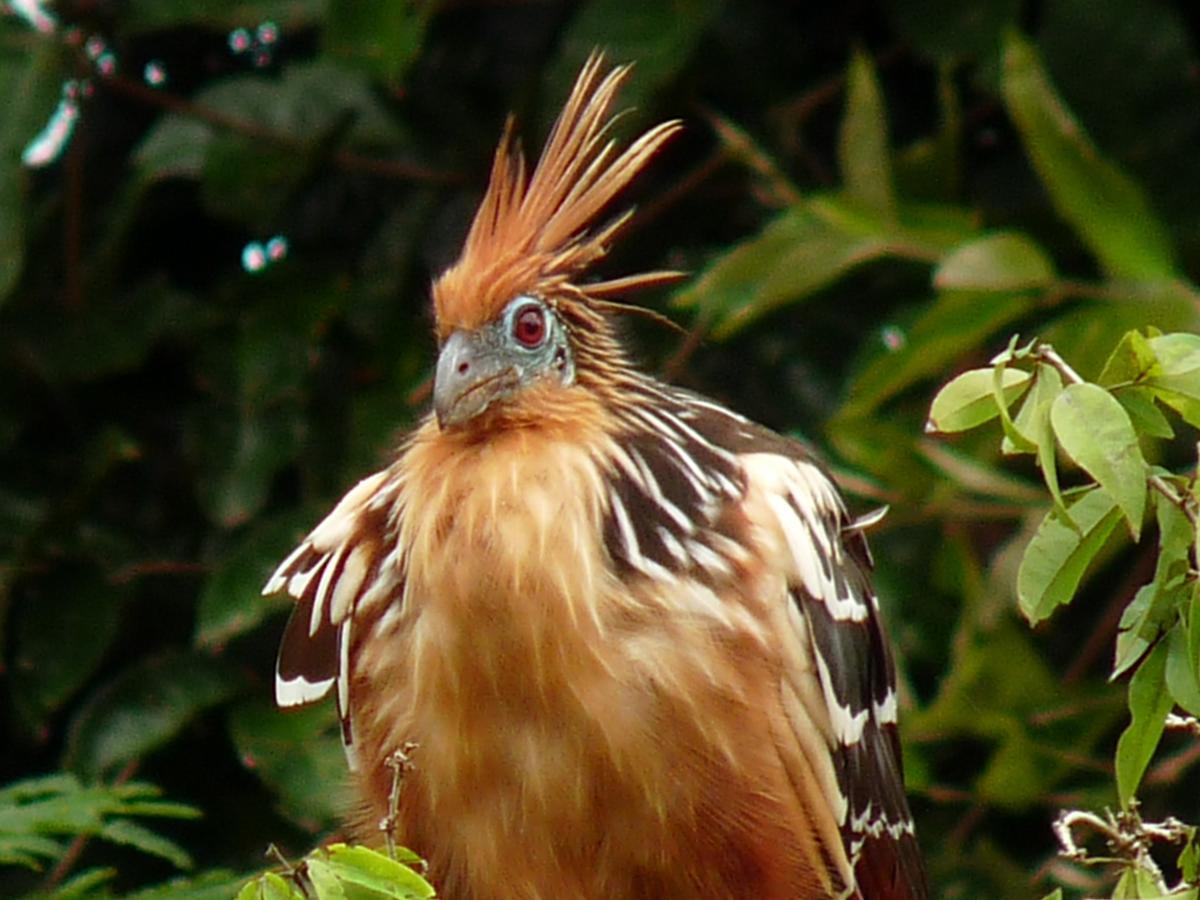 An essential HR message of Hoatzin bird